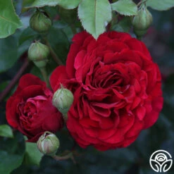 Braveheart™ -Heirloom Roses braveheart 18