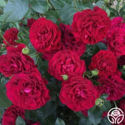 Braveheart™ -Heirloom Roses braveheart 19