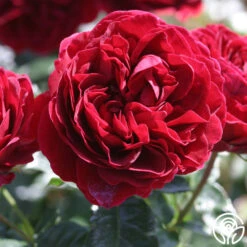 Braveheart™ -Heirloom Roses braveheart 8 1 2