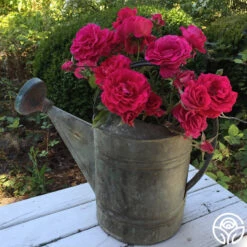 Braveheart™ -Heirloom Roses braveheart 9 1