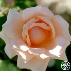 Breath Of Life™ -Heirloom Roses breath of life logo 04