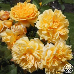 Brenda Burg™ 9 Brenda Burg™ -Heirloom Roses brenda burg 2