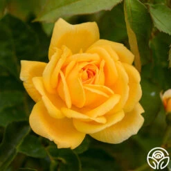 Brenda Burg™ 8 Brenda Burg™ -Heirloom Roses brenda burg 3