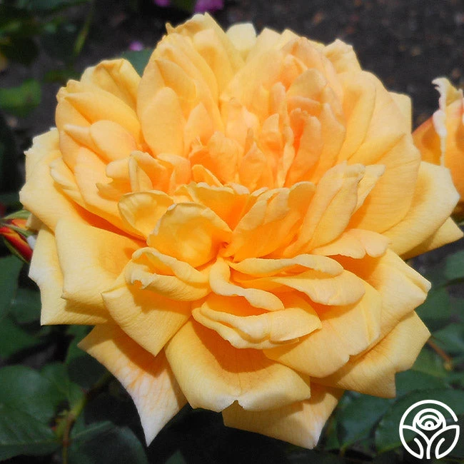 Brenda Burg™ 4 Brenda Burg™ - Image 2