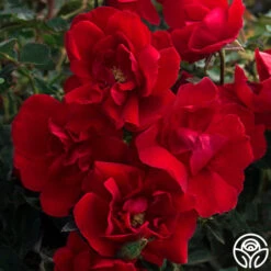 Brick House™ 10 Brick House™ -Heirloom Roses brick house 2 2