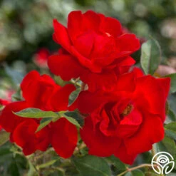 Brick House™ 9 Brick House™ -Heirloom Roses brick house 3 2