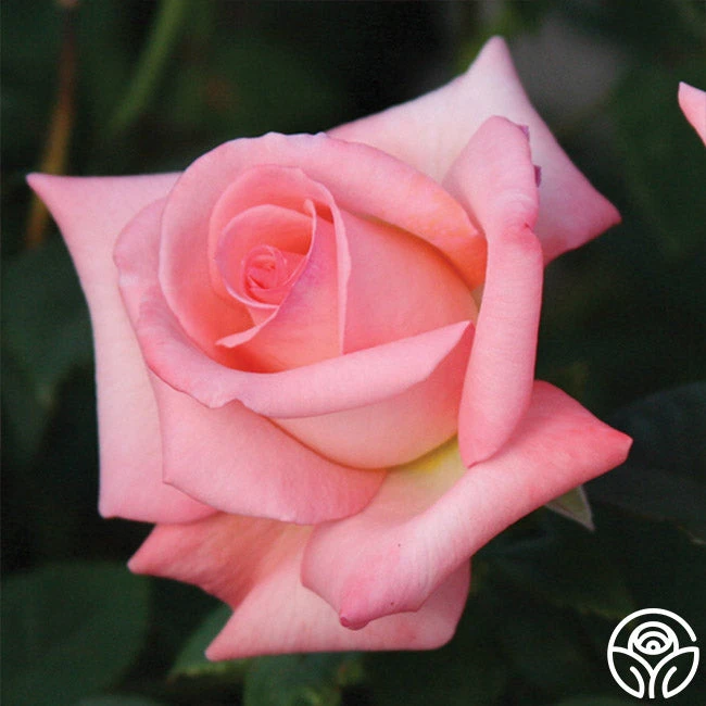 Bride 4 Bride - Image 2