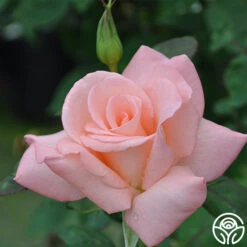 Bride 10 Bride -Heirloom Roses bride 3 1