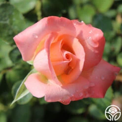 Bride 11 Bride -Heirloom Roses bride 6