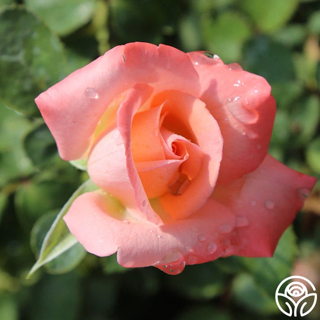 Bride 7 Bride - Image 5