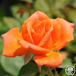 Bright Fire 7 Bright Fire -Heirloom Roses bright fire logo 02