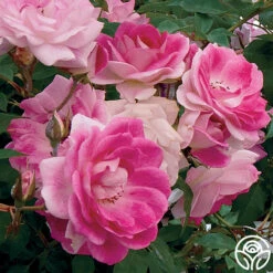 Brilliant Pink Iceberg 15 Brilliant Pink Iceberg -Heirloom Roses brilliant pink icebeg 2