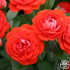 Veranda® Brilliant™ 25 Veranda® Brilliant™ -Heirloom Roses brilliant veranda 2