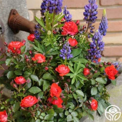 Veranda® Brilliant™ 23 Veranda® Brilliant™ -Heirloom Roses brilliant veranda 3