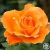 Bronze Star™ -Heirloom Roses bronze star 1 1 1