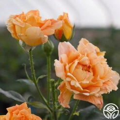 Bronze Star™ -Heirloom Roses bronze star 2 8