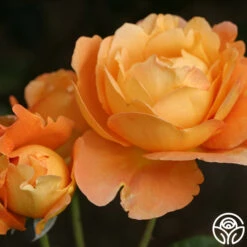 Bronze Star™ -Heirloom Roses bronze star 4 2