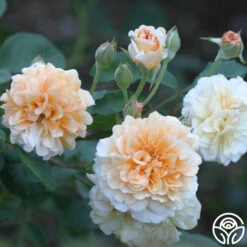 Buff Beauty -Heirloom Roses buff beauty 1 7