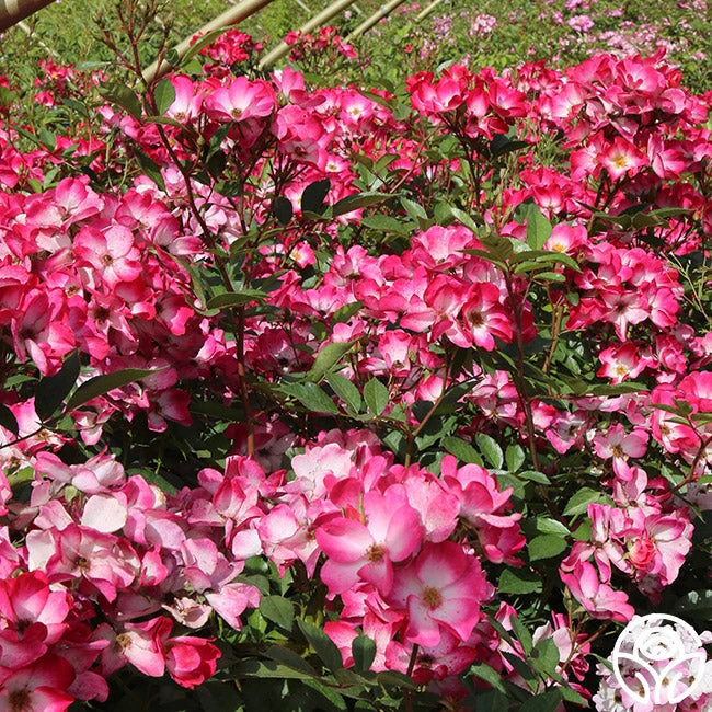 Bukavu 7 Bukavu - Image 5