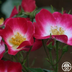 Bukavu 13 Bukavu -Heirloom Roses bukavu 4