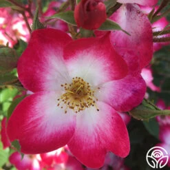 Bukavu 10 Bukavu -Heirloom Roses bukavu 6