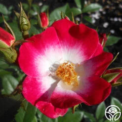 Bukavu 11 Bukavu -Heirloom Roses bukavu 7