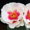 Bull's Eye™ -Heirloom Roses bulls eye 1 1