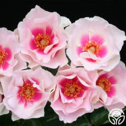 Bull's Eye™ 6 Bull's Eye™ -Heirloom Roses bulls eye 2