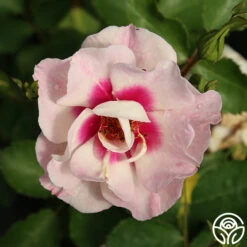 Bull's Eye™ 7 Bull's Eye™ -Heirloom Roses bulls eye 3