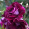 Burgundy Iceberg™ 2 Burgundy Iceberg™ -Heirloom Roses burgundy iceberg 1 1