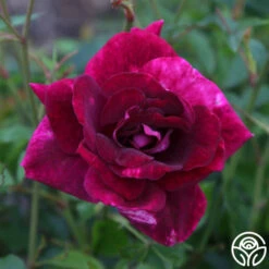 Burgundy Iceberg™ -Heirloom Roses burgundy iceberg 4 1