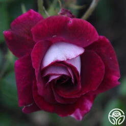 Burgundy Iceberg™ -Heirloom Roses burgundy iceberg 5