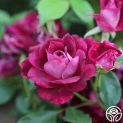 Burgundy Iceberg™ -Heirloom Roses burgundy iceberg 7