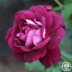 Burgundy Iceberg™ -Heirloom Roses burgundy iceberg 8