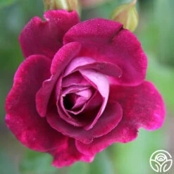 Burgundy Iceberg™ -Heirloom Roses burgundy iceberg 9