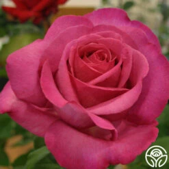 Buxom Beauty™ 12 Buxom Beauty™ -Heirloom Roses buxom beauty 3 1 2