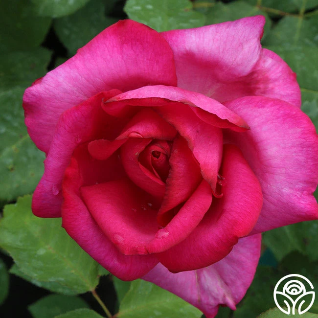 Buxom Beauty™ 8 Buxom Beauty™ - Image 6