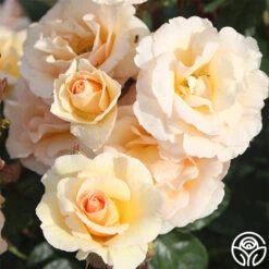 By Appointment™ -Heirloom Roses by appointment 2 5