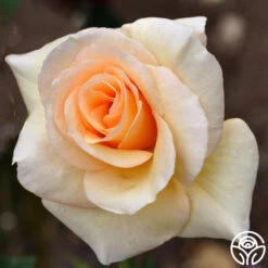 By Appointment™ -Heirloom Roses byappointment logo 01