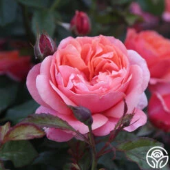 Safari™ -Heirloom Roses c2