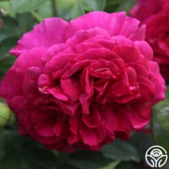 Princess Elise™ -Heirloom Roses c4