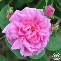 Cabbage Rose