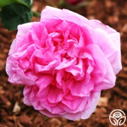 Cabbage Rose -Heirloom Roses cabbage rose 3 5