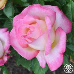 California Dreamin'™ -Heirloom Roses california dreamin 3 1 1