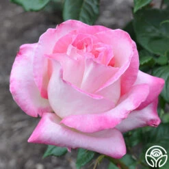 California Dreamin'™ -Heirloom Roses california dreamin 5 1