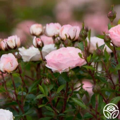 Calypso -Heirloom Roses calypso 4