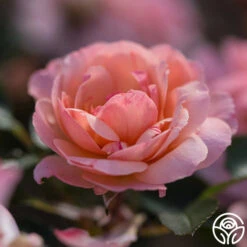 Calypso -Heirloom Roses calypso 5