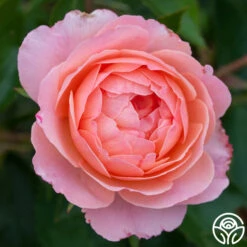 Calypso -Heirloom Roses calypso 6