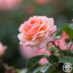 Calypso -Heirloom Roses calypso 7