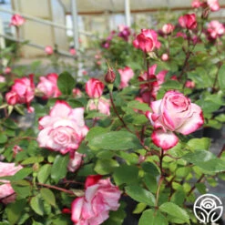 Candy Cane Cocktail™ 35 Candy Cane Cocktail™ -Heirloom Roses candycane cocktail 11